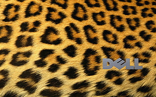 black and brown leopard print fur Dell wallpaper, Dell, cheetahs, pattern, logo