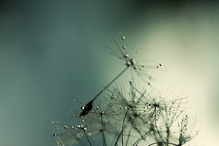 macro photography of white dandelion at daytime HD wallpaper