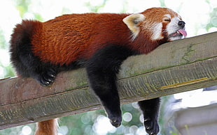 red panda, red panda, animals, sloths HD wallpaper