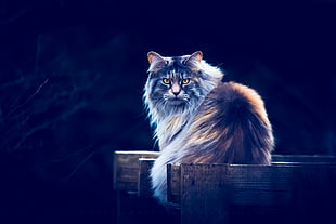 brown maine coon, animals, cat, yellow eyes, blue background HD wallpaper