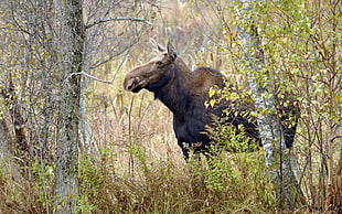 brown moose in greenlands HD wallpaper