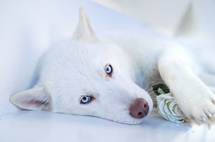 white Siberian Husky puppy