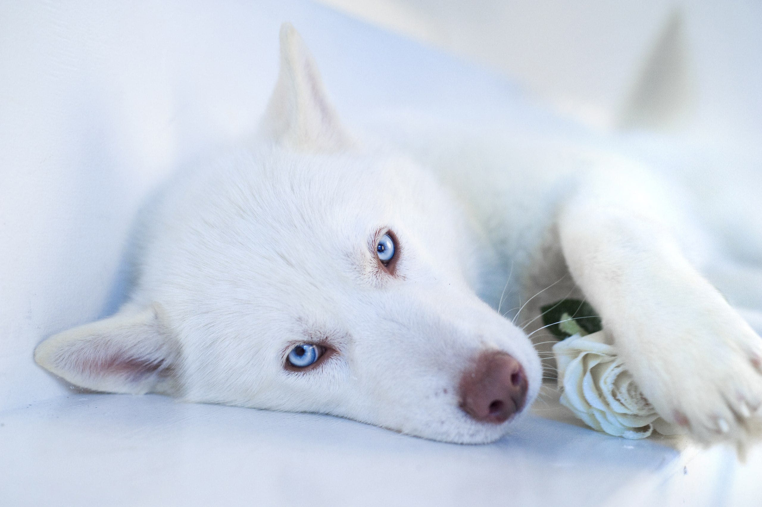 White Siberian Husky Puppy Wallpaper