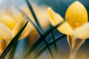 two yellow flowers