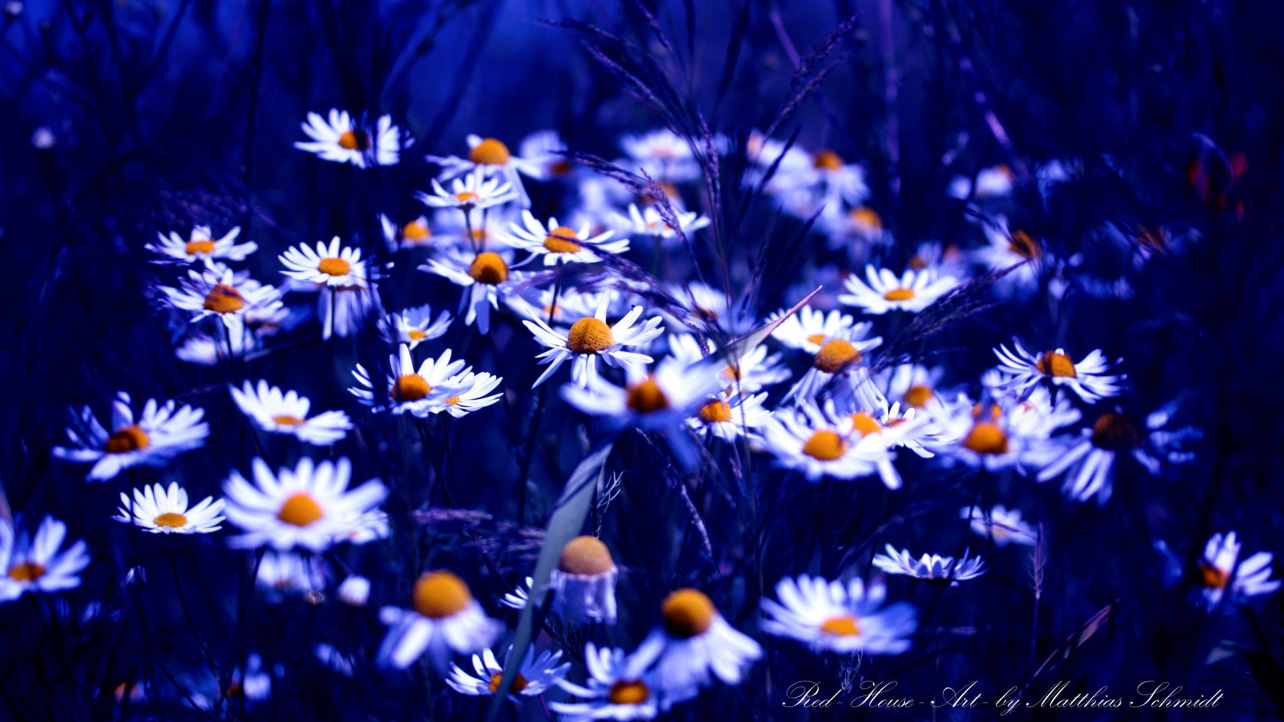 Daisy flowers