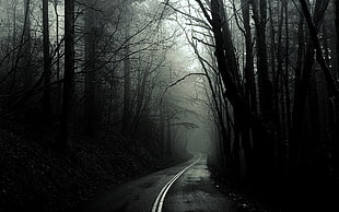 empty highway with trees on sides digital wallpaper, monochrome, trees, road, mist