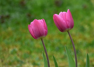 selective focus of Tulips