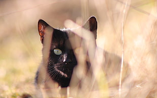 black cat, animals, cat, black cats, depth of field HD wallpaper
