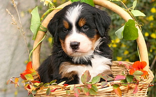 tricolor Bernese Mountain puppy in brown wicker basket filled with flowers HD wallpaper