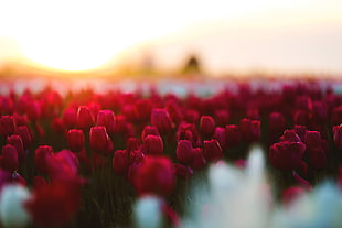 shallow focus photography of bed of red tulips