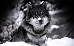 grayscale photo of wolf, wolf, selective coloring, snow, animals