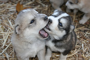 two short-coated gray and black puppies, Siberian Husky , dog, puppies, baby animals