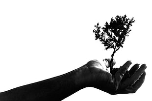 grayscale of bonsai, Hand, Wood, Earth