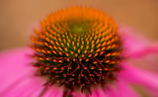 pink Coneflower in close up photography HD wallpaper
