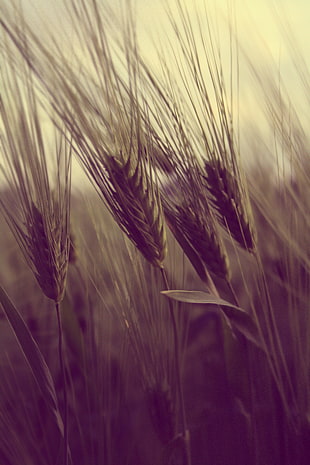 field, agriculture, farming, wheat HD wallpaper