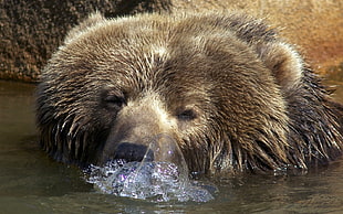 bear blowing water makes bubbles