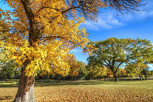 worms eye view photography of yellow leaves tree under blue sky
