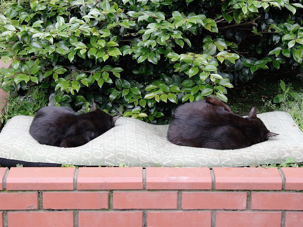 two black cats HD wallpaper