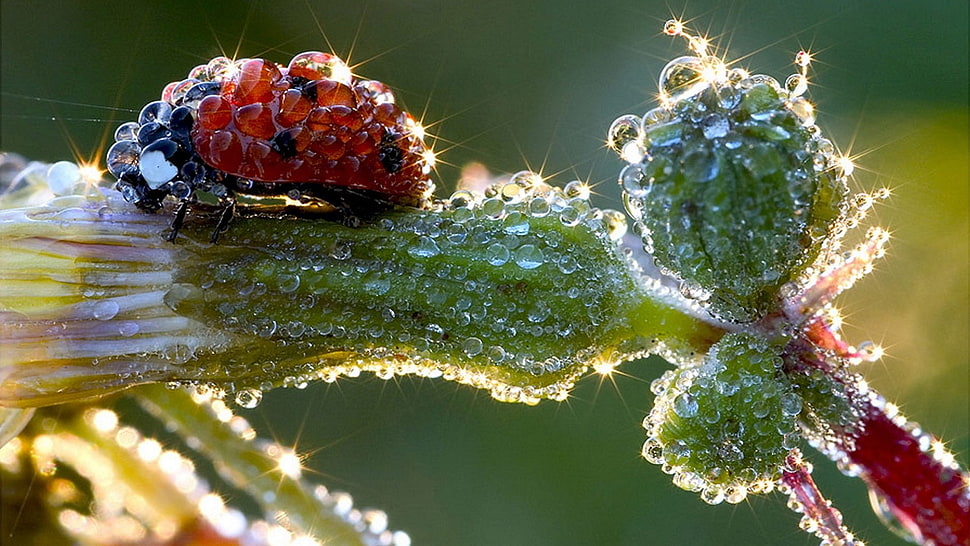 tilt photo of Lady Bug cover of water drops HD wallpaper