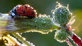 tilt photo of Lady Bug cover of water drops