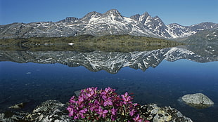 purple flowers, nature, landscape, mountains, Greenland