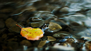 shallow focus photography of yellow leaf on water