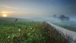 green grass field, mist, nature