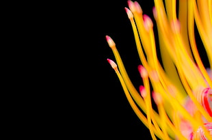 macro photography of yellow fringe petaled flowers