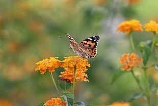 Viceroy Butterfly on orange flower