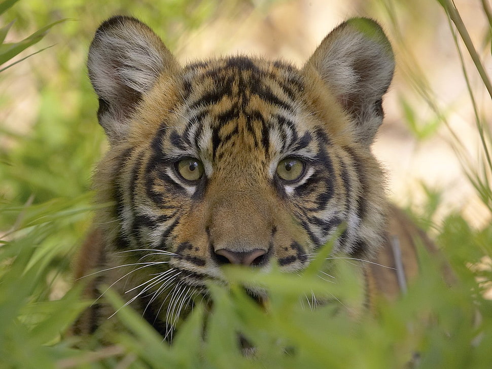 tiger sneaking HD wallpaper