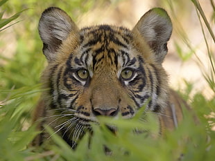 tiger sneaking