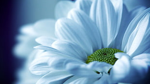 closeup photography of white daisy flower