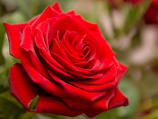 red rose in macro shot