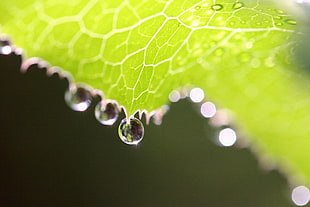 photography of green leaf with morning dew