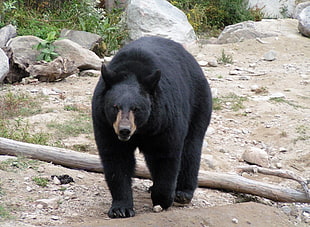 black Grizzly bear on gray soil HD wallpaper