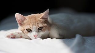 orange tabby cat lying on white mattress