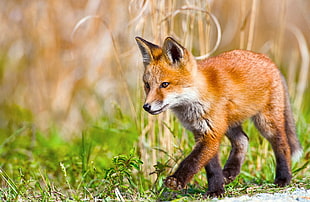 red fox walking on green grass field during