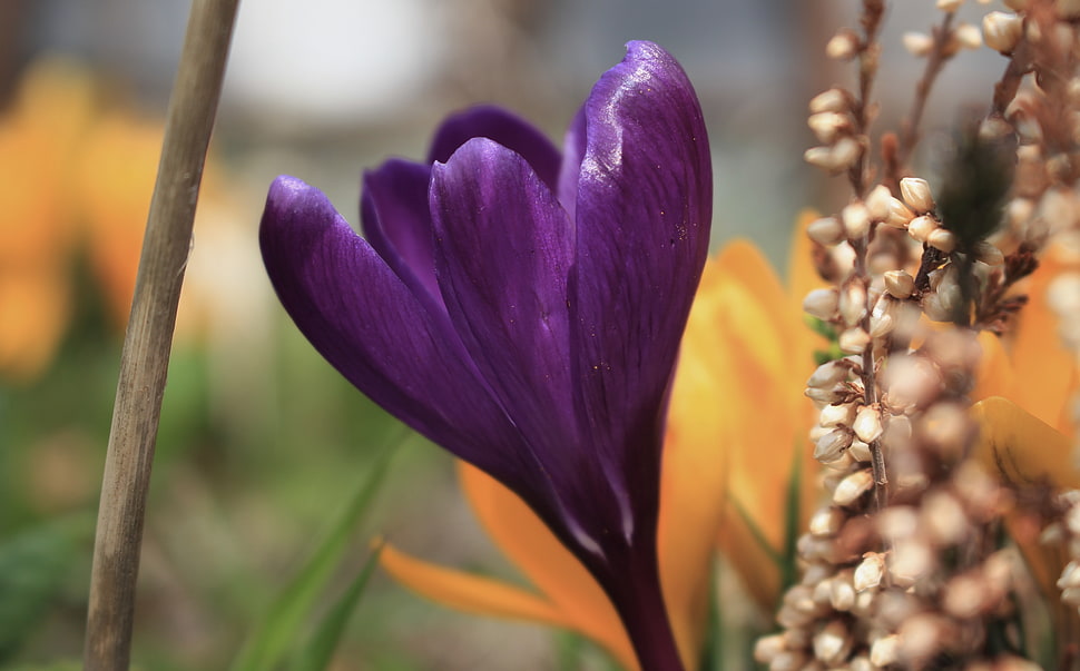 shallow focus on a prupel flower, crocus HD wallpaper