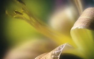 yellow lily macro photography HD wallpaper