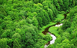 green forest during daytime
