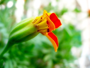 shallow focus of orange flower during daytime