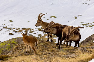 three black-and-white goats and brown goat kid, wild goats, capra pyrenaica, iberian, madrid, spain HD wallpaper