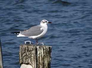 Seagull standing on gray concrete flatform