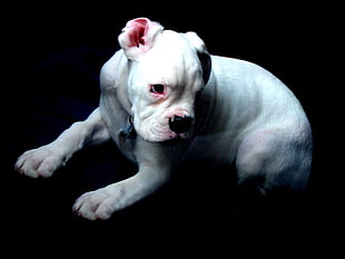 closeup photo of white Boxer puppy
