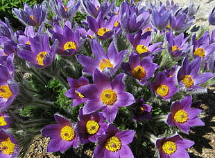 top view photo of purple and yellow flowers