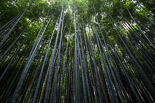 low-angle photography of bamboo trees during daytime HD wallpaper