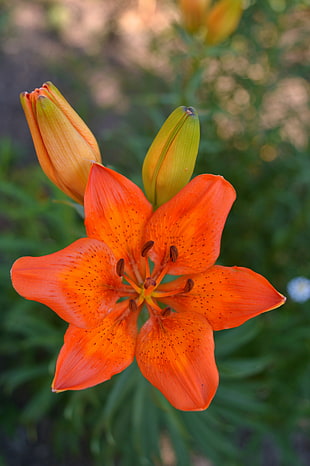 orange petaled flower, lilies, orange, blurred