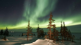 magnetic sky phenomenon, aurorae, forest, landscape, nature