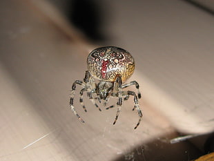 gray, brown, and red orb weaver spider on web