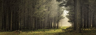 forest splash art, path, mist, sunlight, nature HD wallpaper